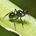 Dome-backed Spiny Ant - Photo (c) tjeales, some rights reserved (CC BY-SA), uploaded by tjeales