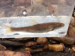 Campostoma oligolepis