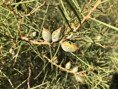 Hakea mitchellii