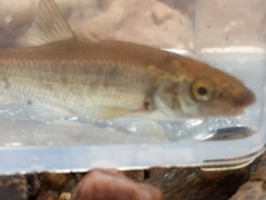 Campostoma oligolepis