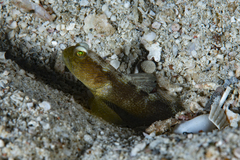 Cryptocentrus fasciatus