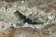 Cryptocentrus fasciatus