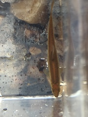 Campostoma oligolepis