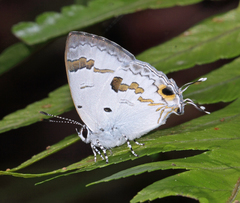 Hypolycaena othona