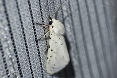 Spilosoma punctaria