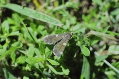 Piletocera aegimiusalis
