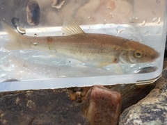 Campostoma oligolepis