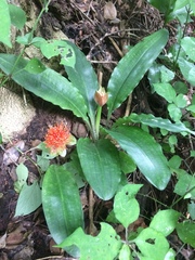 Scadoxus membranaceus