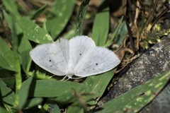 Ditrigona virgo