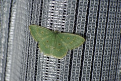 Comostola subtiliaria