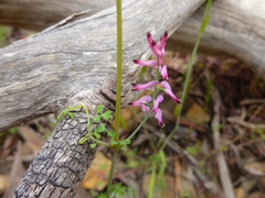 Fumaria muralis muralis