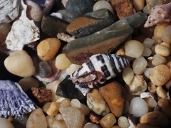 Engina zonalis