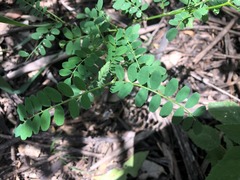 Phyllanthus similis