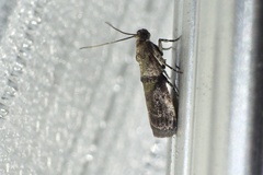 Conobathra tricolorella