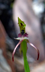 Chiloglottis curviclavia