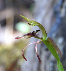Chiloglottis curviclavia