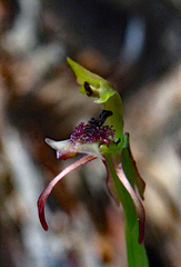 Chiloglottis curviclavia