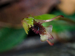 Chiloglottis curviclavia