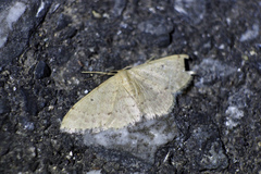 Idaea invalida