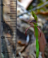 Chiloglottis curviclavia