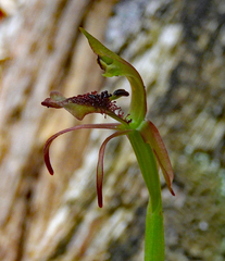 Chiloglottis curviclavia
