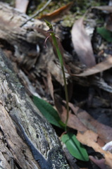 Chiloglottis curviclavia