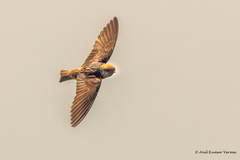 Petrochelidon fluvicola