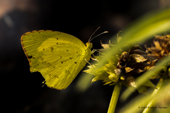 Eurema brigitta rubella