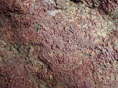Rhodochorton purpureum