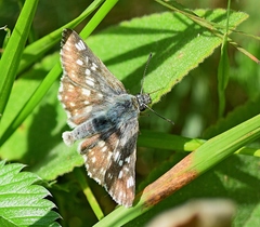 Muschampia tessellum