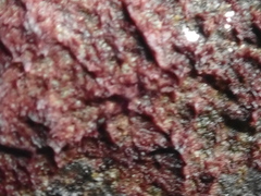 Rhodochorton purpureum