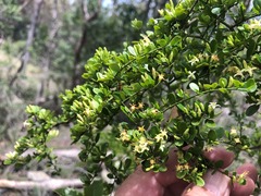 Everistia vacciniifolia vacciniifolia
