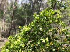 Everistia vacciniifolia vacciniifolia
