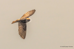 Petrochelidon fluvicola