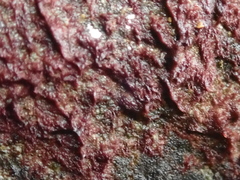 Rhodochorton purpureum