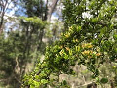 Everistia vacciniifolia vacciniifolia