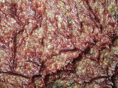 Rhodochorton purpureum