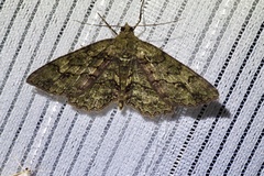 Paradarisa chloauges