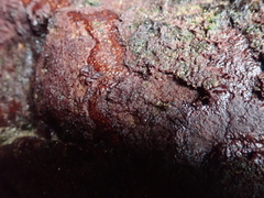 Rhodochorton purpureum