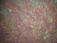 Rhodochorton purpureum