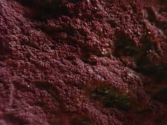 Rhodochorton purpureum