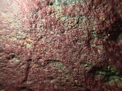 Rhodochorton purpureum