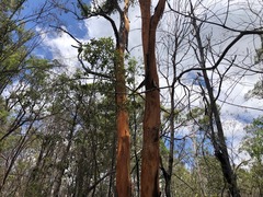 Eucalyptus major