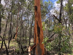Eucalyptus major