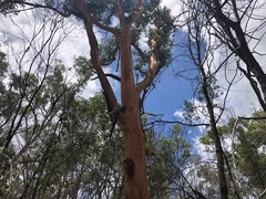 Eucalyptus major