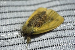 Kuromondokuga niphonis