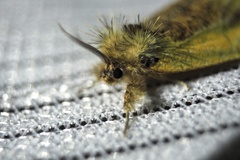 Kuromondokuga niphonis