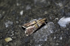 Conobathra tricolorella