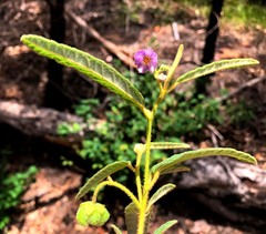 Seringia corollata