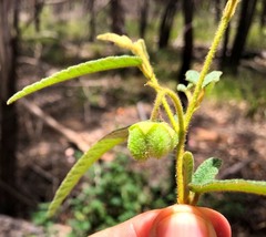 Seringia corollata